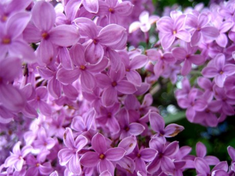 lilac-flowers-3